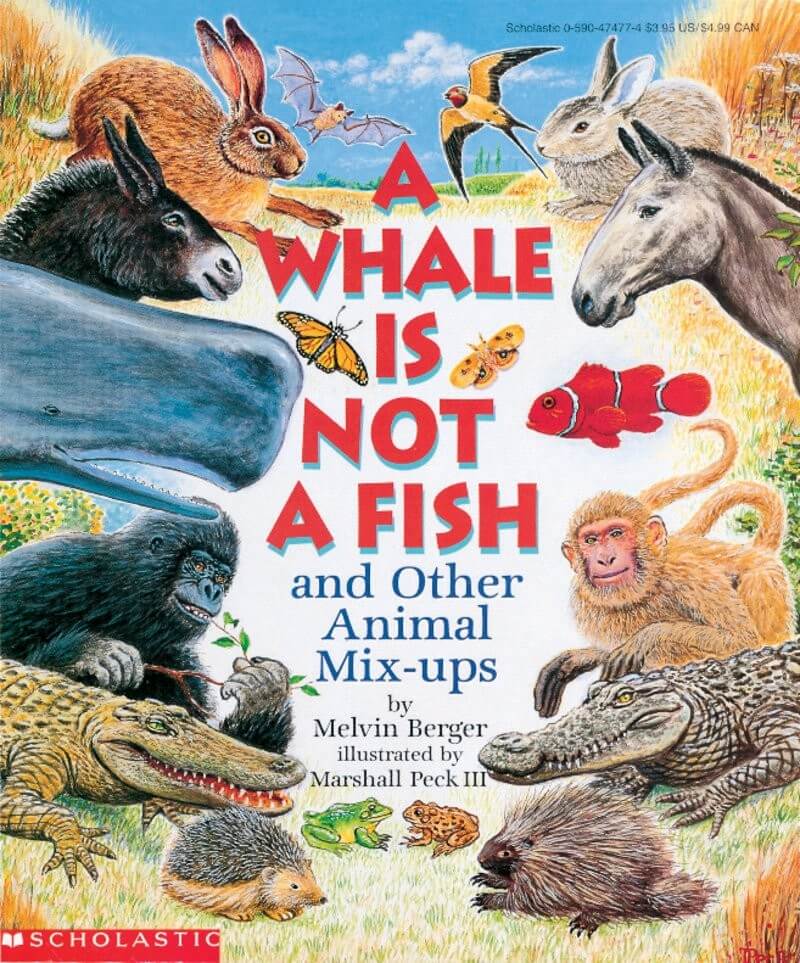 Baleine ou poisson ? - Click to enlarge picture.